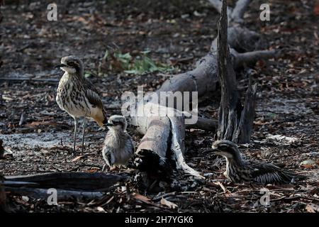 Buschknieige (Burhinus grallarius) Eltern und ein Küken. Ein oder zwei Eier werden im Frühjahr und wieder im Frühsommer gelegt. Dryandra Woodland, Wheatbelt Stockfoto