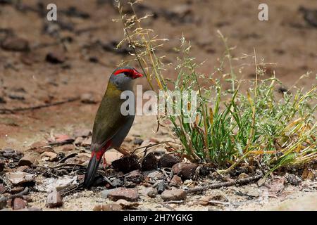 Rotbrauenfibel (Neochmia temporalis) füttert Winterrasen. Die Geschlechter sehen gleich aus. Wallacia, New South Wales, Australien Stockfoto