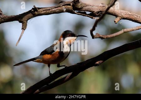 Östlicher Spinalschnabel (Acanthorhynchus tenuirostris), männlich, zeigt den langen schlanken Schnabel. Weibchen sind kleiner und weniger hell gefärbt. Mulgoa, New Sout Stockfoto