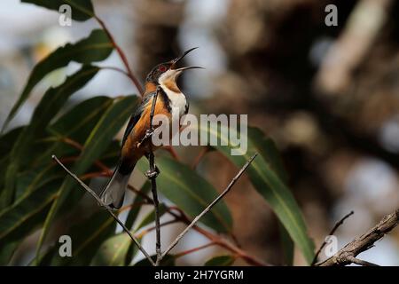 Östlicher Spinebill (Acanthorhynchus tenuirostris), männlicher Gesang. Mulgoa, New South Wales, Australien Stockfoto