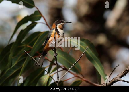 Östlicher Spinebler (Acanthorhynchus tenuirostris), der den langen, schlanken Schnabel zeigt. Mulgoa, New South Wales, Australien Stockfoto