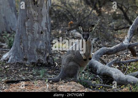 WESTERN Brush Wallaby (Macropus irma) blickt auf den Fotografen. Dryandra Woodland, Wheatbelt Region, Western Australia, Australien Stockfoto