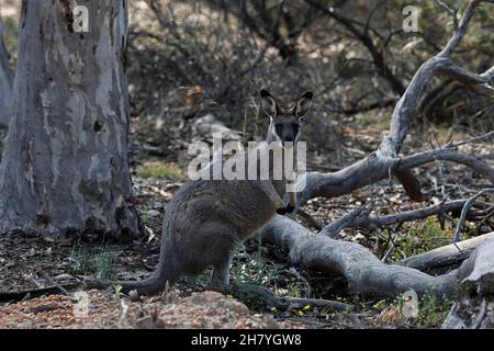 WESTERN Brush Wallaby (Macropus irma) blickt auf den Fotografen. Dryandra Woodland, Wheatbelt Region, Western Australia, Australien Stockfoto