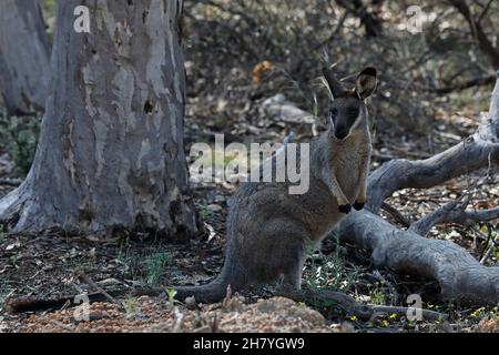 WESTERN Brush Wallaby (Macropus irma) blickt auf den Fotografen. Dryandra Woodland, Wheatbelt Region, Western Australia, Australien Stockfoto