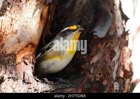 Gestreift Pardalote (Pardalotus striatus substriatus), im Nesteingang. Die Unterart ist auf Kangaroo Island beheimatet, auch in großen Teilen des westlichen A Stockfoto