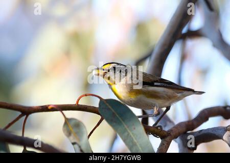 Gestreifte Pardalote (Pardalotus striatus substriatus), die Lerps hält, um ihre Jungen zu füttern. Die Unterart ist auf Kangaroo Island beheimatet, auch große Teile davon Stockfoto