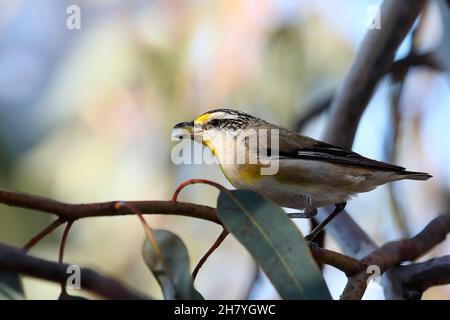 Gestreifte Pardalote (Pardalotus striatus substriatus), die Lerps hält, um ihre Jungen zu füttern. Die Unterart ist auf Kangaroo Island beheimatet, auch große Teile davon Stockfoto