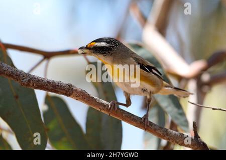 Gestreifte Pardalote (Pardalotus striatus substriatus), die Lerps hält, um ihre Jungen zu füttern. Die Unterart ist auf Kangaroo Island beheimatet, auch große Teile davon Stockfoto