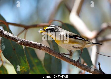 Geripptes Pardalote (Pardalotus striatus substriatus) auf einem Ast. Dryandra Woodland, Wheatbelt Region, Western Australia, Australien Stockfoto