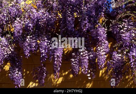 EINE WUNDERSCHÖNE VIOLETTE WISTERIA-REBE IN VOLLER BLÜTE, DIE ÜBER EINER GELBEN ZIEGELMAUER WÄCHST. LÄNDLICHE NEW SOUTH WALES, AUSTRALIEN. Stockfoto