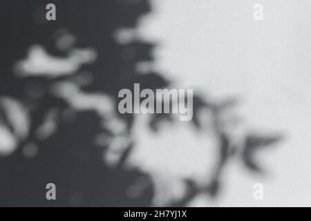 Schatten hinterlässt graue Wand. Abstrakter neutraler Hintergrund. Graue Bokeh-Schatten von Baumblättern auf neutraler Papierstruktur. Minimalistische Komposition, schön Stockfoto