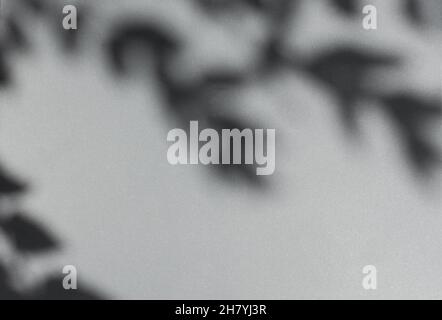 Schatten hinterlässt graue Wand. Abstrakter neutraler Hintergrund. Graue Bokeh-Schatten von Baumblättern auf neutraler Papierstruktur. Minimalistische Komposition, schön Stockfoto