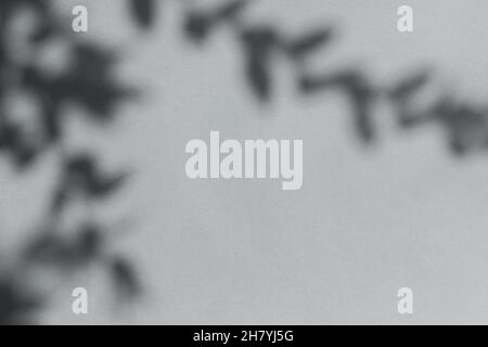Schatten hinterlässt graue Wand. Abstrakter neutraler Hintergrund. Graue Bokeh-Schatten von Baumblättern auf neutraler Papierstruktur. Minimalistische Komposition, schön Stockfoto