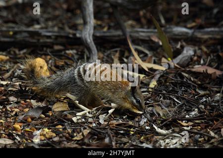 Numbat (Myrmecobius fasciatus), Fütterung junger Tiere. Dryandra Woodland, Wheatbelt Region, Western Australia, Australien Stockfoto