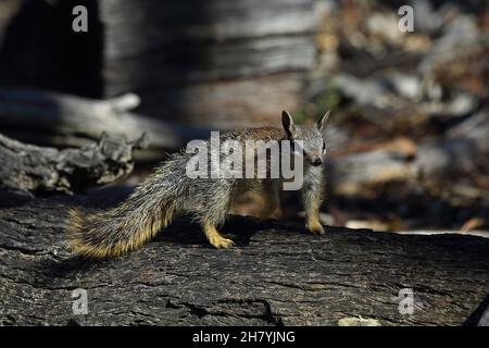 Numbat (Myrmecobius fasciatus) steht still auf einem Baumstamm. Dryandra Woodland, Wheatbelt Region, Western Australia, Australien Stockfoto