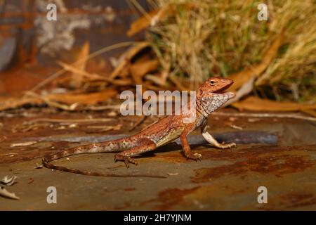 Pilbara-Ringelschwanzdrache (Ctenophorus caudicinctus caudicinctus) Weibchen auf dem Boden. Hamersley Range, Western Australia, Australien Stockfoto