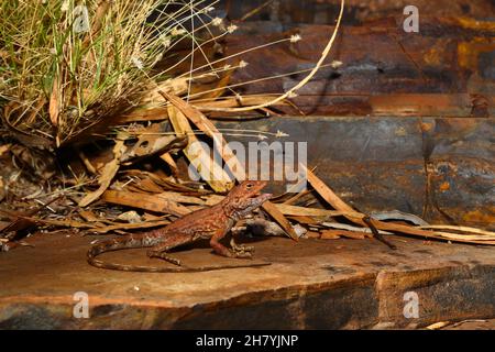 Pilbara-Ringelschwanzdrache (Ctenophorus caudicinctus caudicinctus) Weibchen auf dem Boden. Hamersley Range, Western Australia, Australien Stockfoto