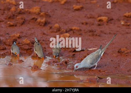Diamanttaube (Geopelia cuneata), die aus einer Pfütze mit drei Zebrafinken (Taeniopygia guttata) trinkt. Wittenoom, Stockfoto
