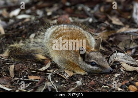 Numbat (Myrmecobius fasciatus) junge Tiere erforschen, vorläufig. Dryandra Woodland, Wheatbelt Region, Western Australia, Australien Stockfoto