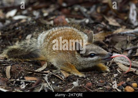 Numbat (Myrmecobius fasciatus) junge Tiere erforschen, vorläufig. Dryandra Woodland, Wheatbelt Region, Western Australia, Australien Stockfoto