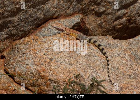 Pilbara-Ringelschwanzdrache (Ctenophorus caudicinctus caudicinctus) männlich auf einem Felsbrocken. Sie ist etwa 10 cm lang. Hamersley Range, Region Pilbara, westlich Stockfoto