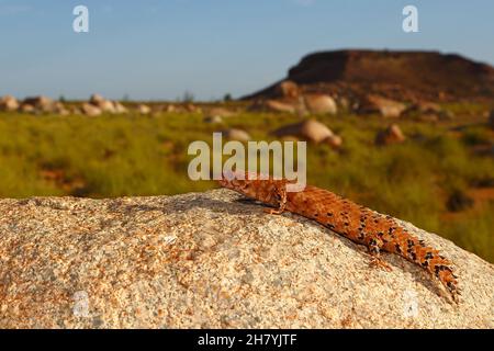 Östlicher Pilbara-Stachelschwanzskink (Egernia epsisolus), ein etwa 11 cm langer Steinskink, der einen Felsblock aufsteigt. Port Hedland, Region Pilbara, Westen Stockfoto