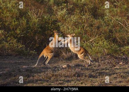 Agile Wallaby (Macropus agilis) Männer spielen kämpfen. Eighty Mile Beach, nordwestlich von Western Australia, Australien Stockfoto