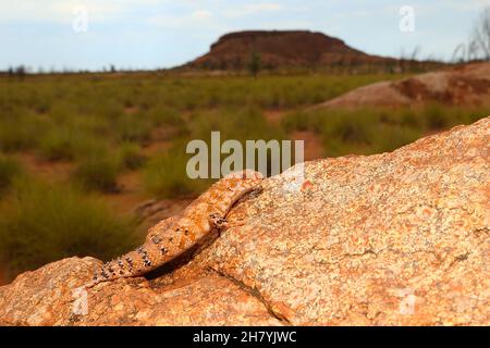 Östlicher Pilbara-Stachelschwanzskink (Egernia epsisolus), ein etwa 11 cm langer Steinskink, der einen Felsblock aufsteigt. Port Hedland, Region Pilbara, Westen Stockfoto