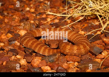 Pilbara-Todesadder (Acanthophis wellsi) auf steinigen Boden gewellt. Es ist eine stämtige Schlange, durchschnittliche Länge 43 cm, und gefährlich giftig. Pannawonica, Pi Stockfoto