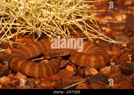 Pilbara-Todesadder (Acanthophis wellsi), auf steinerem Boden mit einem Nachkommen umwickelt. Pannawonica, Region Pilbara, Western Australia, Australien Stockfoto