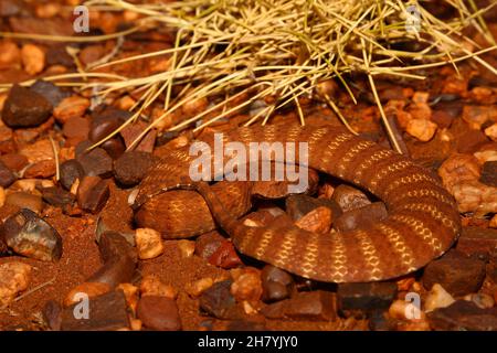 Pilbara-Todesadder (Acanthophis wellsi) auf steinigen Boden gewellt. Es ist eine stämtige Schlange, durchschnittliche Länge 43 cm, und gefährlich giftig. Pannawonica, Pi Stockfoto