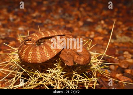 Pilbara-Todesadder (Acanthophis wellsi) auf steinigen Boden gewellt. Es ist eine stämtige Schlange, durchschnittliche Länge 43 cm, und gefährlich giftig. Pannawonica, Pi Stockfoto