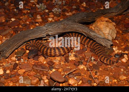 Pilbara Todesadder (Acanthophis wellsi) bewegt sich über steinigen Boden. Pannawonica, Region Pilbara, Western Australia, Australien Stockfoto