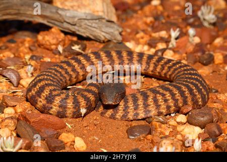 Pilbara-Todesadder (Acanthophis wellsi) auf steinigen Boden gewellt. Es ist eine stämtige Schlange, durchschnittliche Länge 43 cm, und gefährlich giftig. Pannawonica, Pi Stockfoto