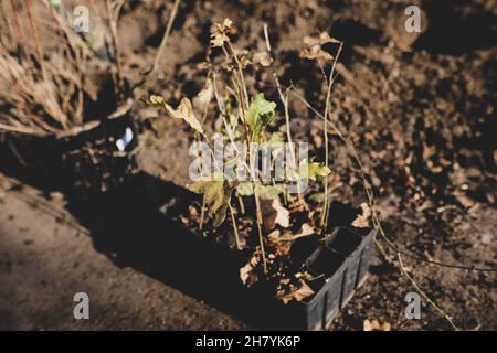 Geringe Schärfentiefe (selektiver Fokus) mit einem Eichensaatling während einer Herbstbaumbepflanzung. Stockfoto