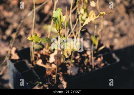 Geringe Schärfentiefe (selektiver Fokus) mit einem Eichensaatling während einer Herbstbaumbepflanzung. Stockfoto
