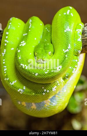 Eine grüne Baumpython (Morelia viridis) rollte sich auf einem Ast eines Baumes zusammen. Stockfoto