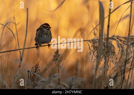 Wilde Vögel in der Mitte ihrer natürlichen Welt und in Freiheit. Stockfoto