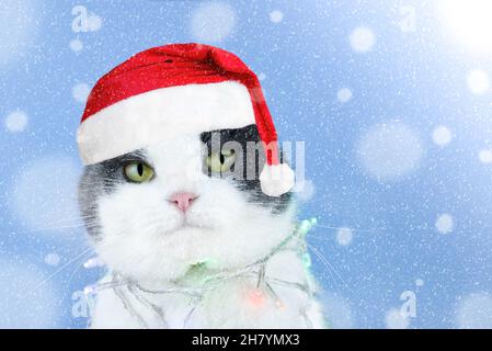 Niedliche lächelnde Katze in einem weihnachtsmannhut in einer Weihnachtsgirlande auf dem Hintergrund von fallendem Schnee, Kopierraum. Stockfoto