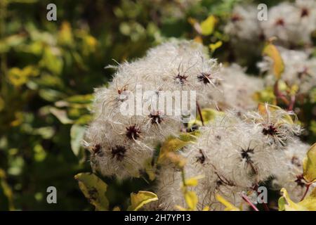 Clematis vitalba, Traveller's-Joy, Old man's Beard, Ranunculaceae. Wildpflanze im Sommer geschossen. Stockfoto