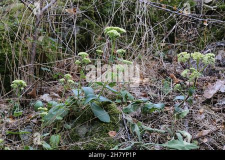 Hylotephium Maximum, Sedum Maximum, Crassulaceae. Wildpflanze im Sommer geschossen. Stockfoto