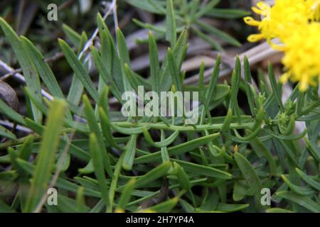 Galatella linosyris, Aster linosyris, Goldilocks Aster, Compositae. Wildpflanze im Sommer geschossen. Stockfoto