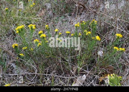 Galatella linosyris, Aster linosyris, Goldilocks Aster, Compositae. Wildpflanze im Sommer geschossen. Stockfoto