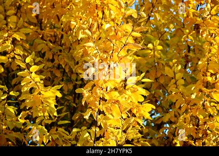 Gelb goldene Blätter einer Esche im herbstlichen Sonnenlicht Stockfoto