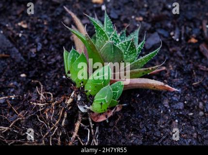 Haworthia Sukulente Pflanze mit Baby-Welpen auf einem hellen und neutralen Hintergrund mit Kopierraum Stockfoto