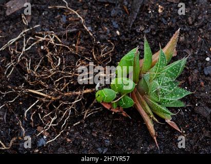 Haworthia Sukulente Pflanze mit Baby-Welpen auf einem hellen und neutralen Hintergrund mit Kopierraum Stockfoto