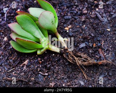 Crassula Sukulente Pflanze, die aus einem Schnitt auf einem hellen und neutralen Hintergrund mit Kopierraum wurzelt Stockfoto