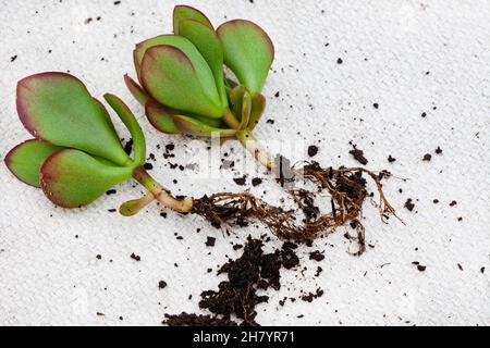 Crassula Sukulente Pflanze, die aus einem Schnitt auf einem hellen und neutralen Hintergrund mit Kopierraum wurzelt Stockfoto