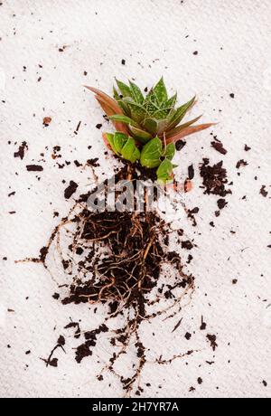 Haworthia Sukulente Pflanze mit Baby-Welpen auf einem hellen und neutralen Hintergrund mit Kopierraum Stockfoto