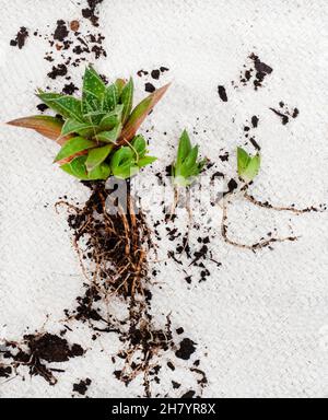 Haworthia Sukulente Pflanze mit Baby-Welpen auf einem hellen und neutralen Hintergrund mit Kopierraum Stockfoto